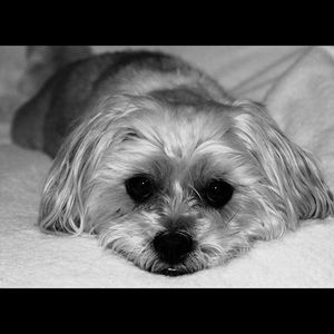 Meet your Posher, Amie